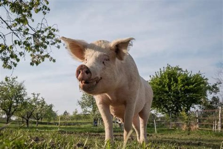 Are pigs actually smart?
