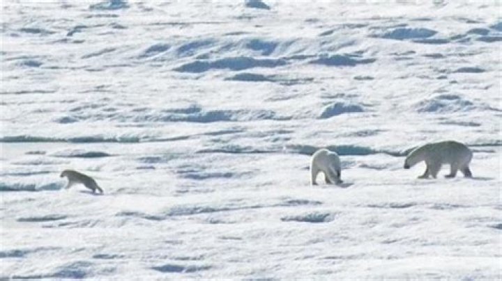 Are polar bears cannibalism?
