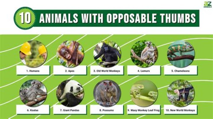 Are primates the only animals with opposable thumbs?