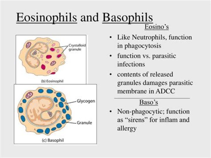 Are proteins eosinophilic or basophilic?