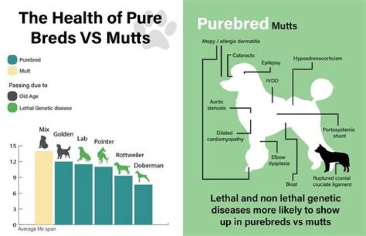 Are purebreds better than mutts?
