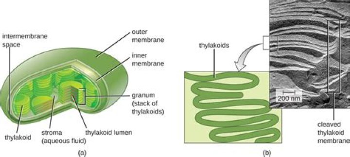 Are saclike photosynthetic membranes inside chloroplasts?