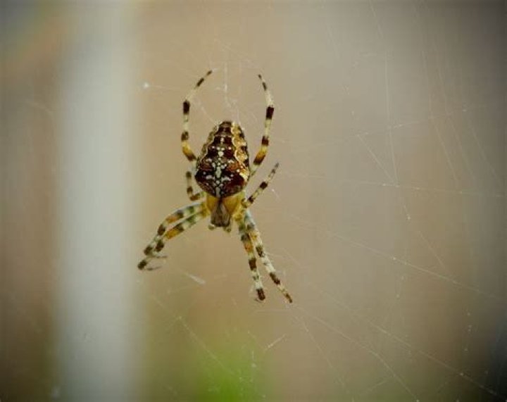 Are spiders long sighted?