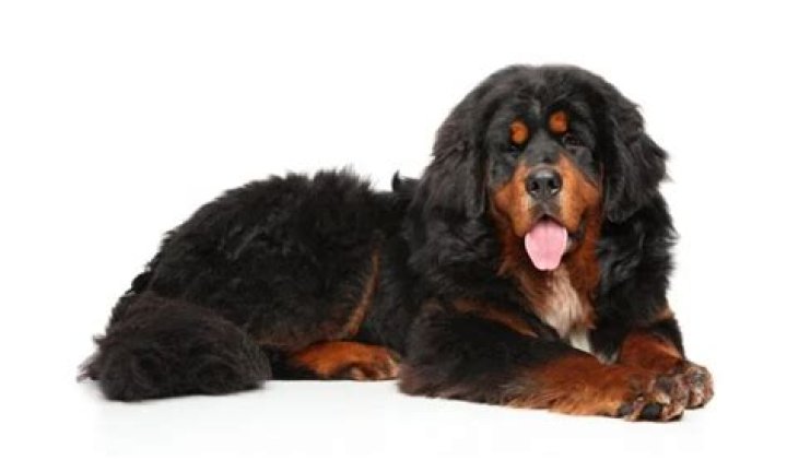 Are tibetan mastiffs good family dogs?