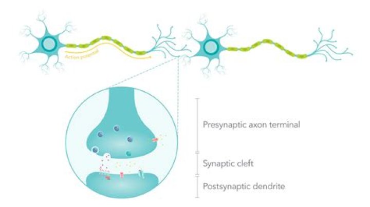 At the synaptic cleft?