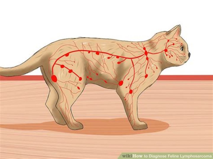 Can cats get lymphosarcoma?