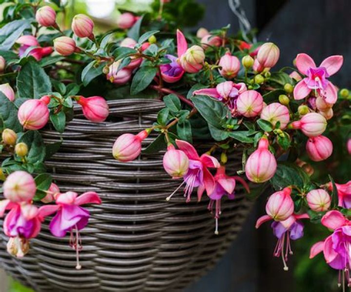 Can fuchsia be grown in pots?