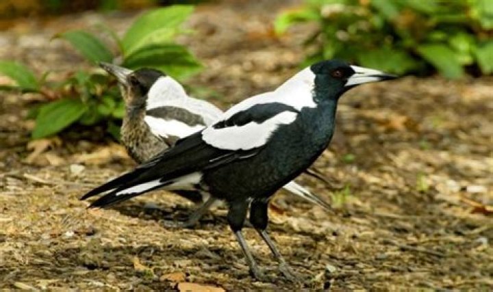 Can magpies be culled?
