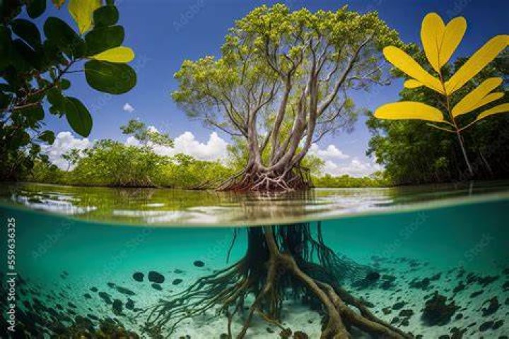 Can mangroves grow underwater?