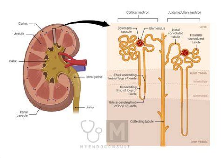 Can nephro vite be crushed?