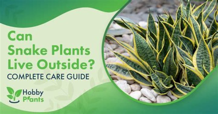 Can snake plants live outside?