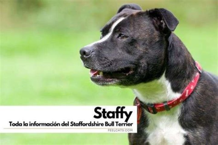 Can staffordshire bull terriers live with cats?