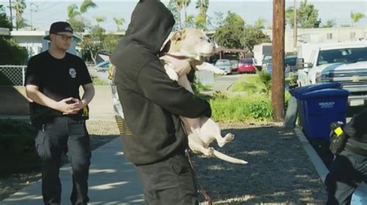 Can tasing a dog kill them?
