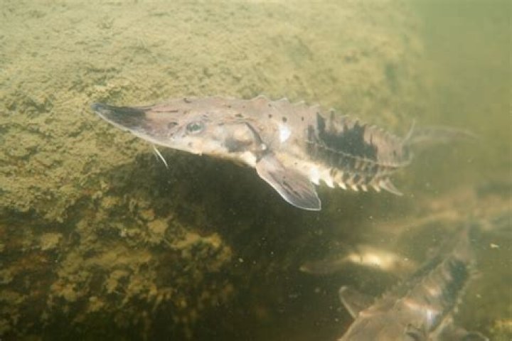 Can you fish in the pembina river?