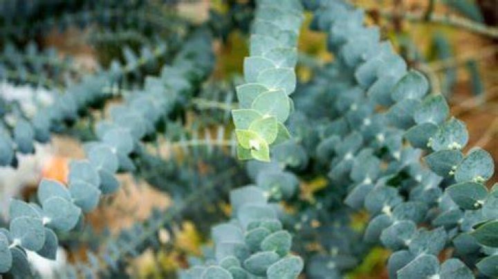 Can you grow eucalyptus?
