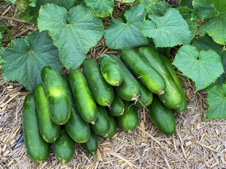 Can you plant cucumbers in mid june?