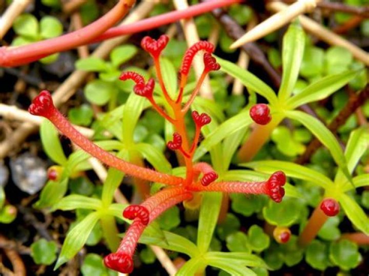 Can you prune sundews?