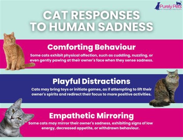 Could cats sense sadness?