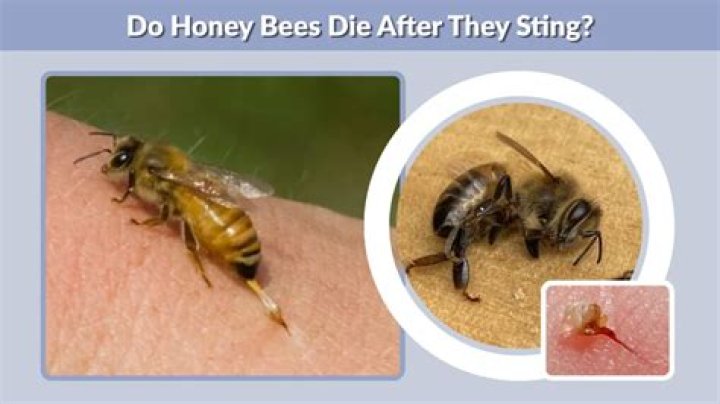 Do bees die after stinging?
