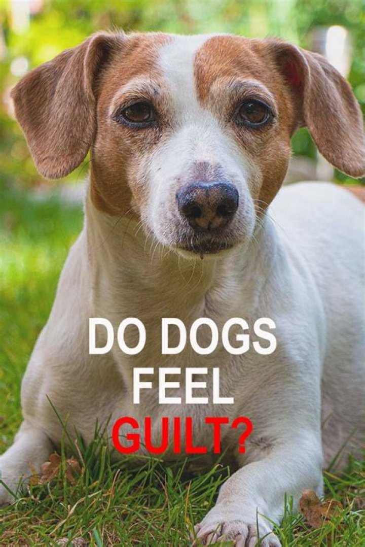 Do dogs feel guilt?
