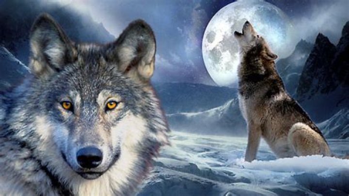 Do gray wolves howl at the moon?