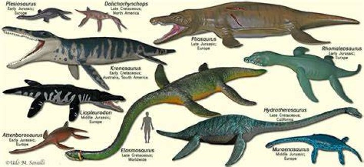 Do plesiosaurs have gills?