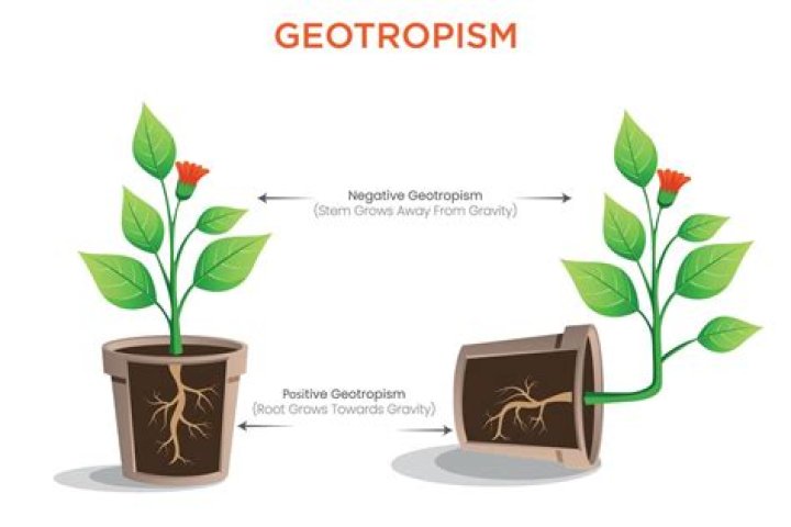 Do root tips experience negative geotropism?