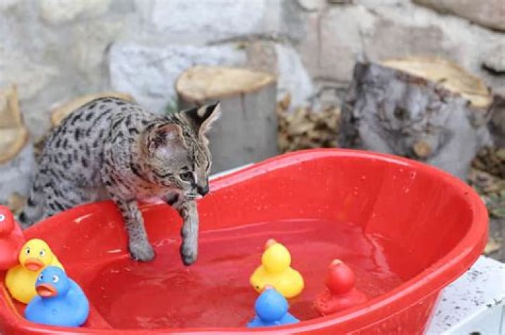 Do savannah cats like water?