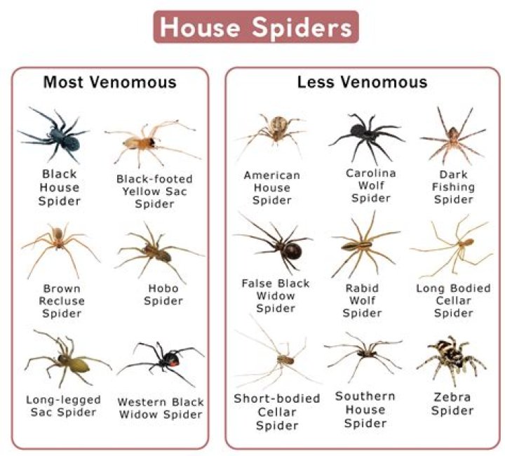 Do spiders like dampness?