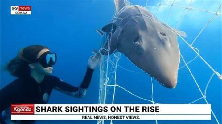 Do thresher sharks attack humans?