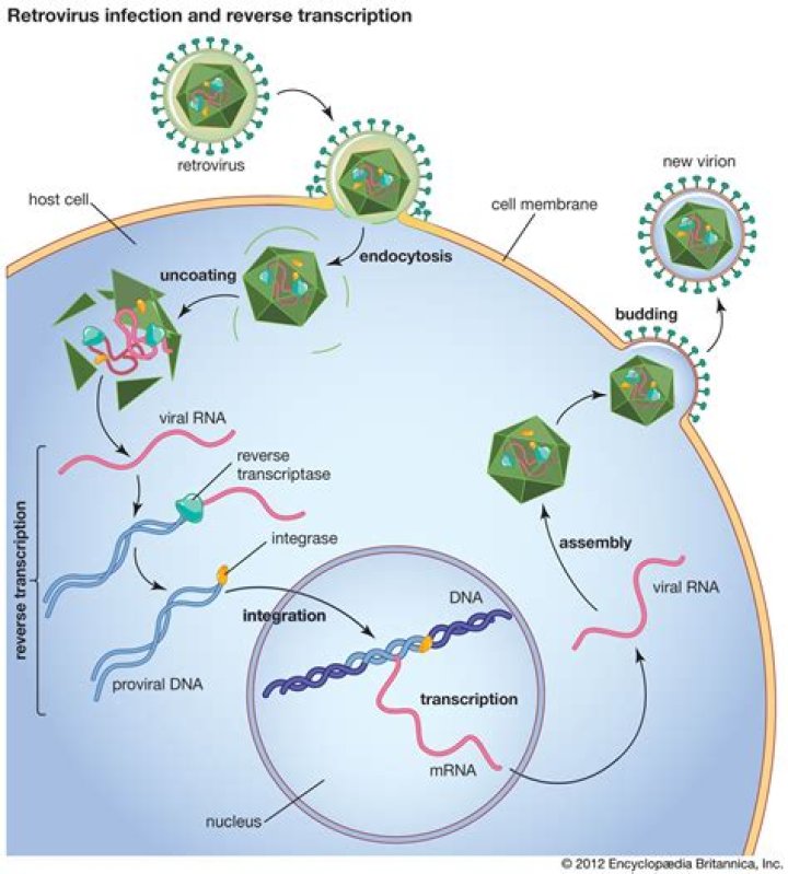 Do viruses contain reverse transcriptase?