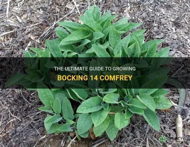 Does bocking 14 comfrey spread?