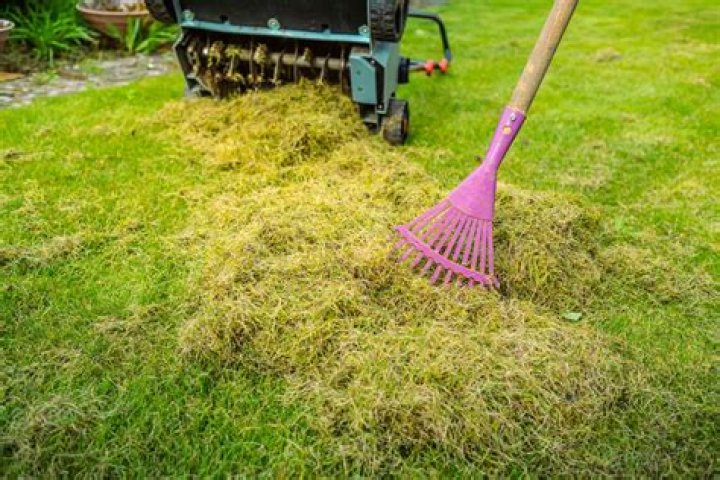 Does dethatching help your lawn?