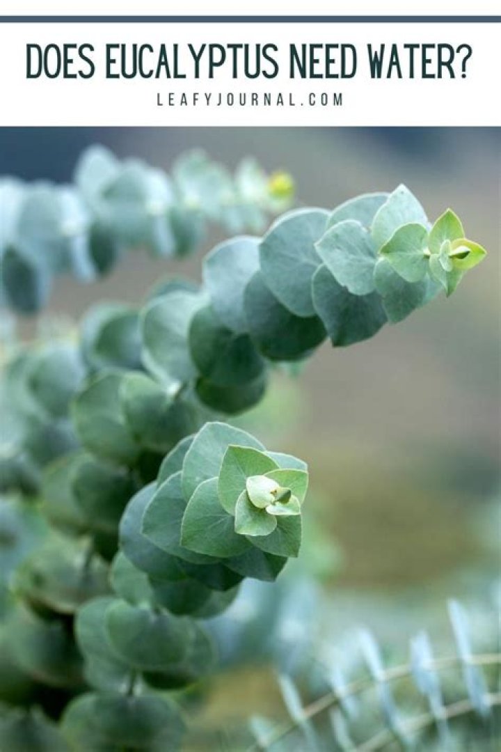 Does eucalyptus require water?