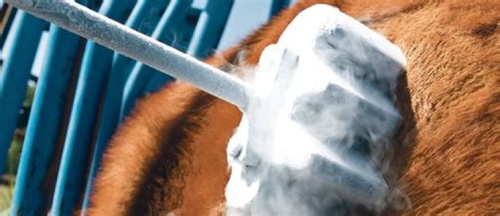 Does freeze branding hurt dogs?