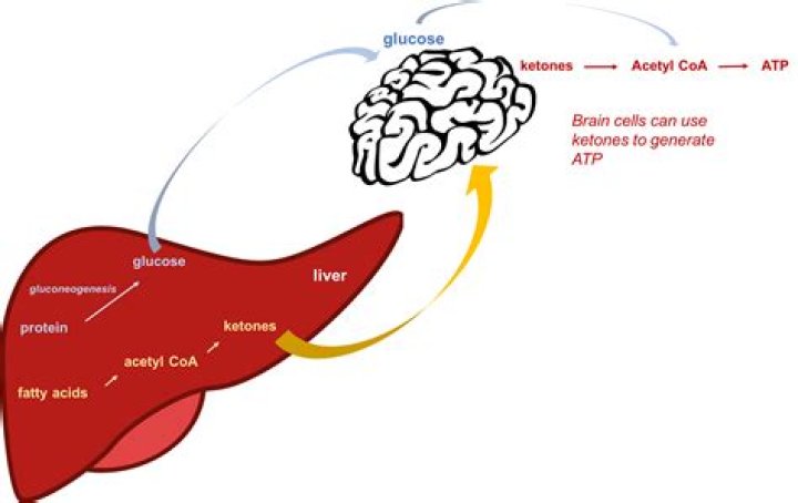 Does glucose d make you fat?