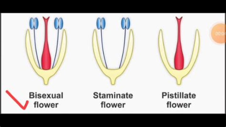 Does staminate mean male?