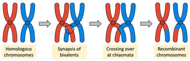 Does synapsis and crossing over occur in mitosis?