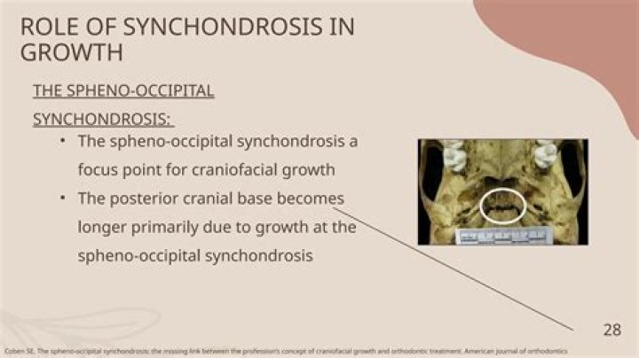 Does synchondrosis allows bone growth?