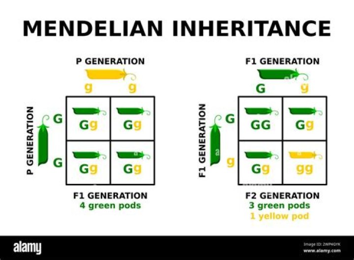During reproduction what is passed from one generation to the next?
