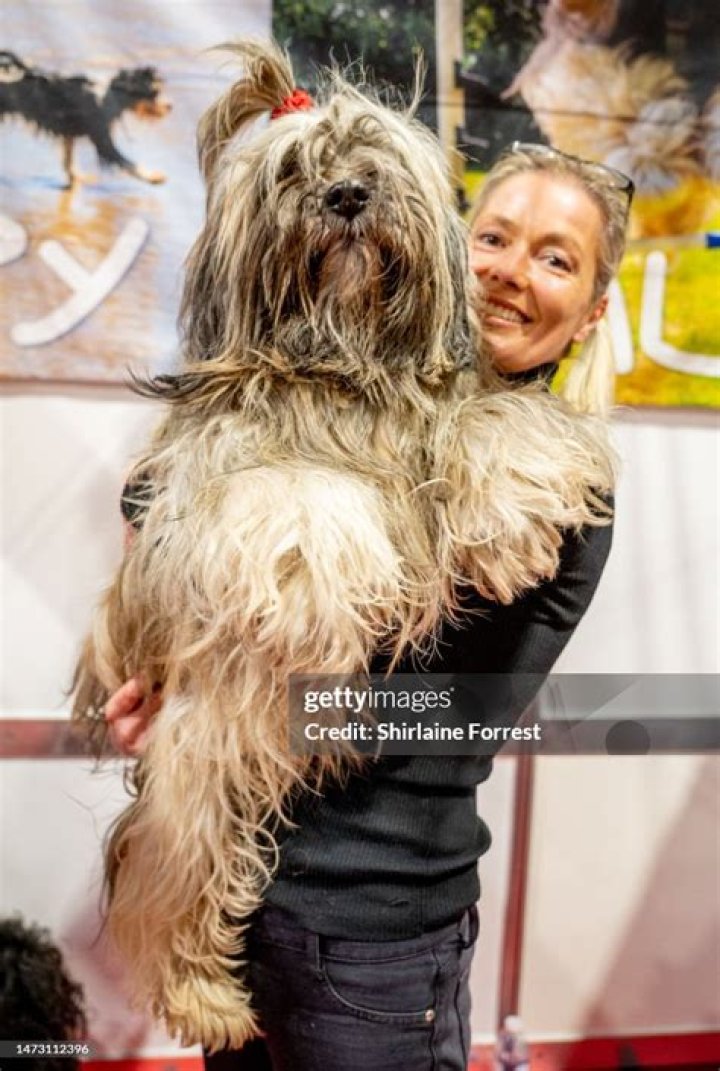 Has a tibetan terrier won crufts?