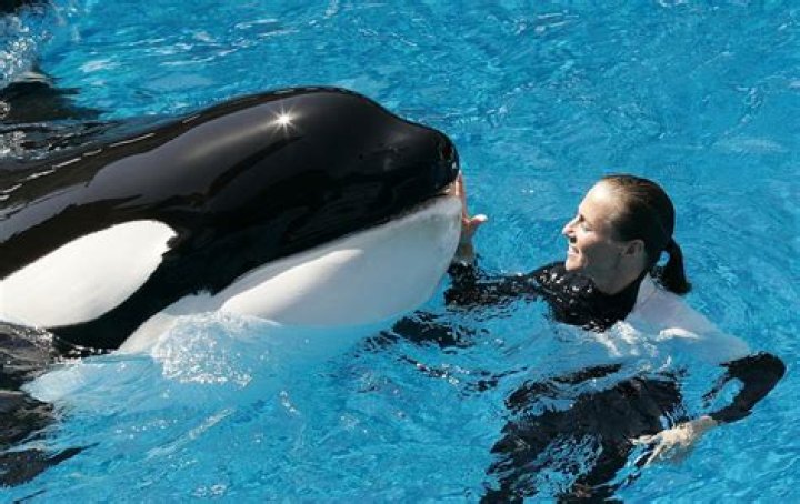 Has killer whale ever eaten human?