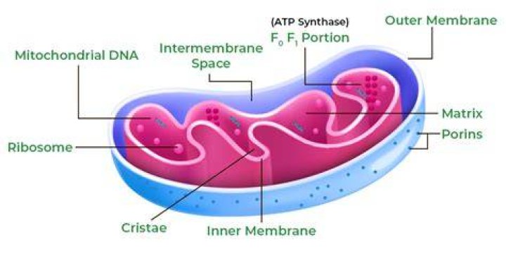 Has ribosomes and mitochondria?