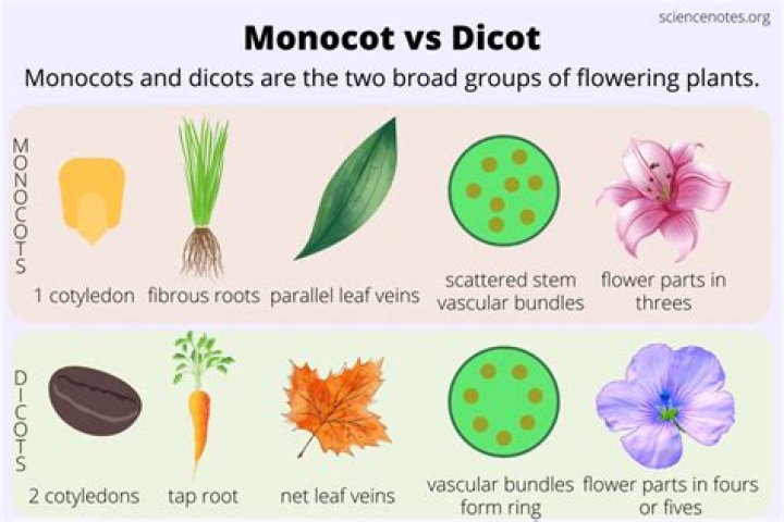 How are monocots and dicots similar?