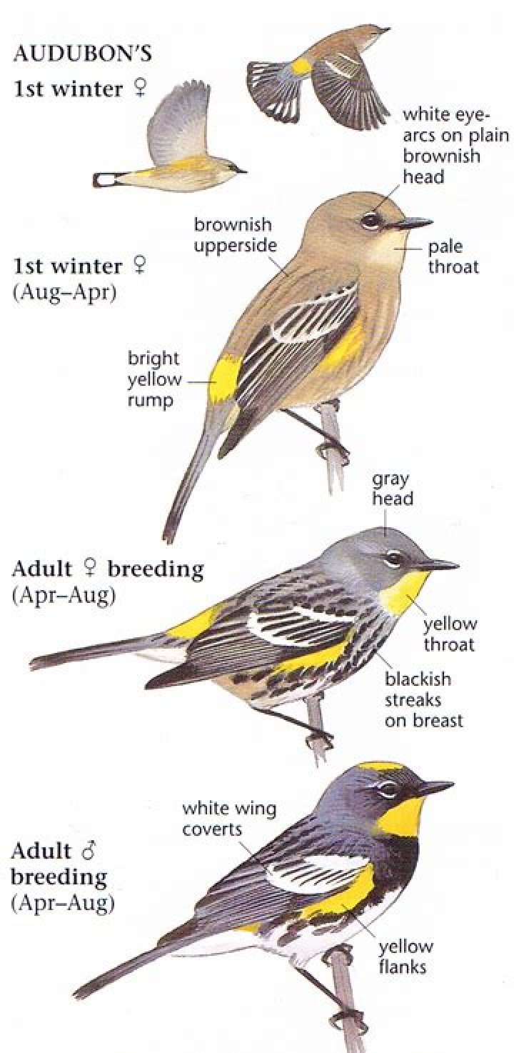 How big is a yellow rumped warbler?
