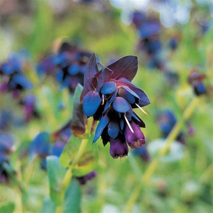 How do you grow honeywort from seed?