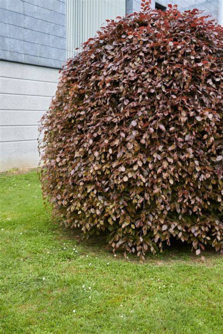 How fast does fagus sylvatica grow?