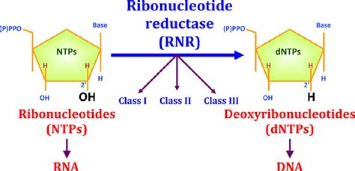 How is ribonucleotide reductase formed?