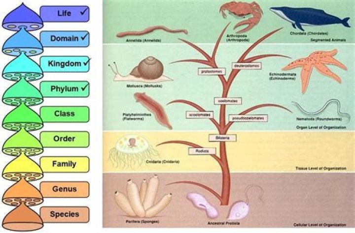How many phylums are there in animal kingdom?
