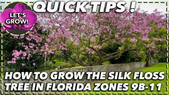 How to care for silk floss tree?